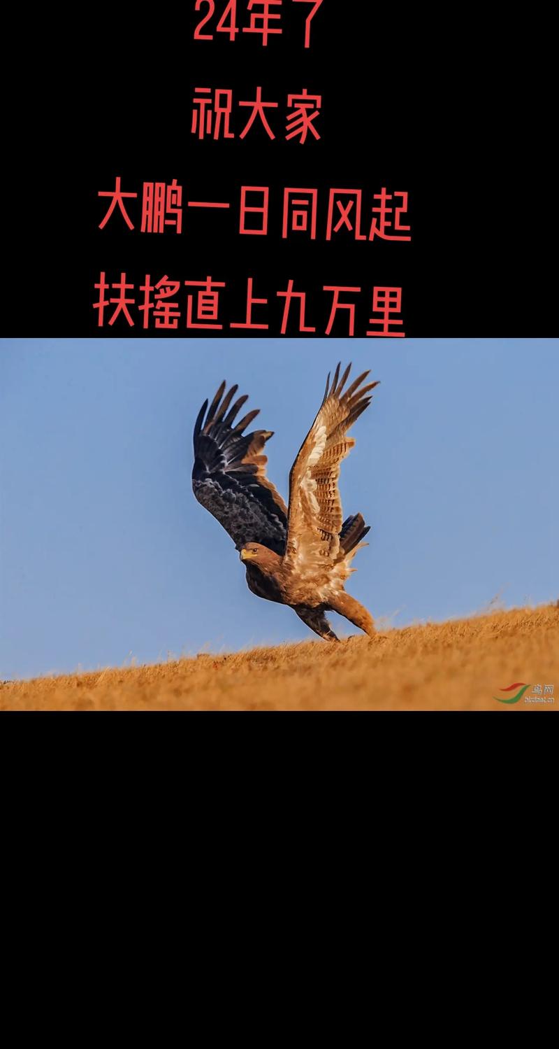 大鹏教育,能否乘政策东风扶摇而起?